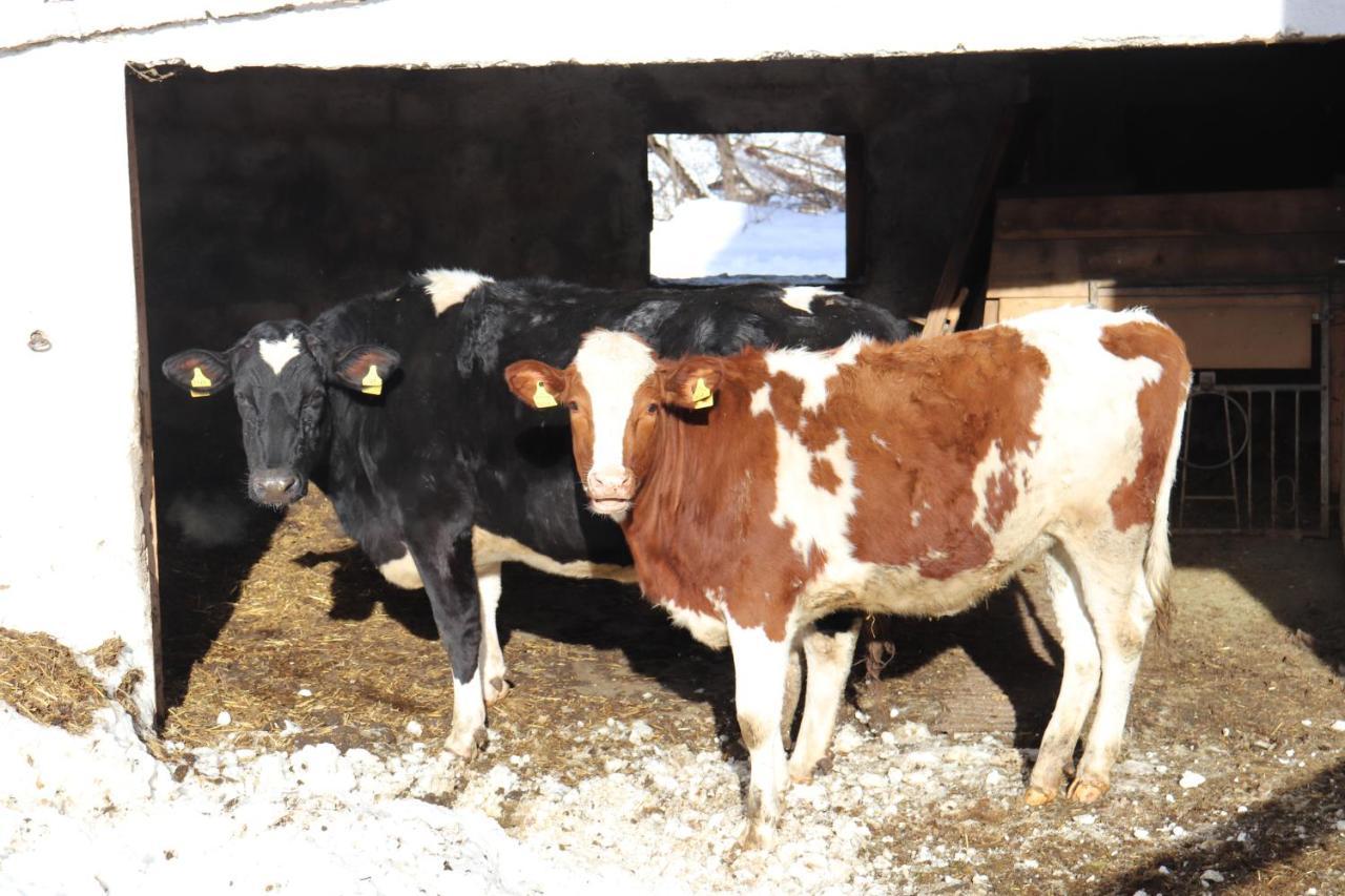 Farm stay Pechhof *