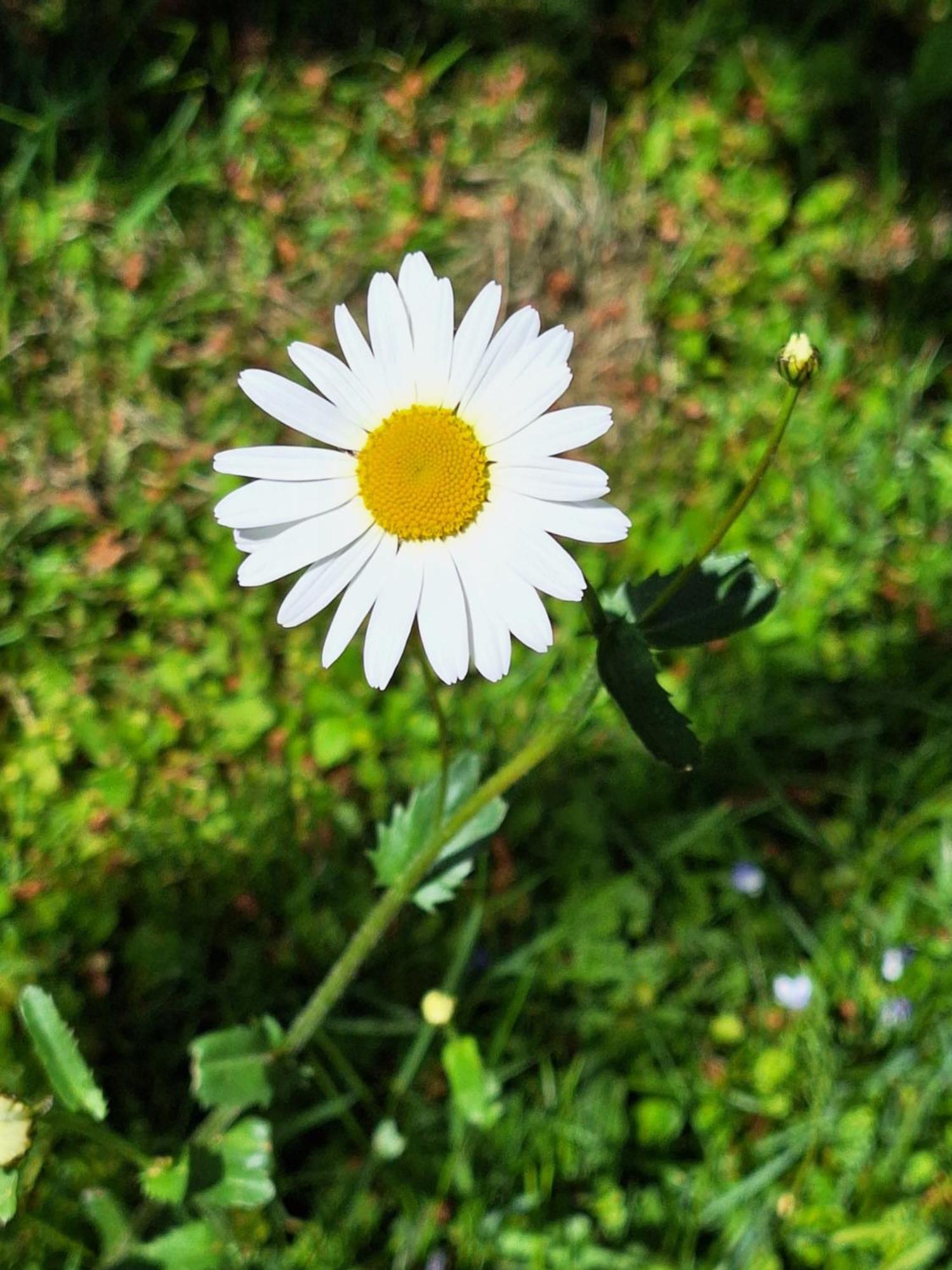 Seppi *