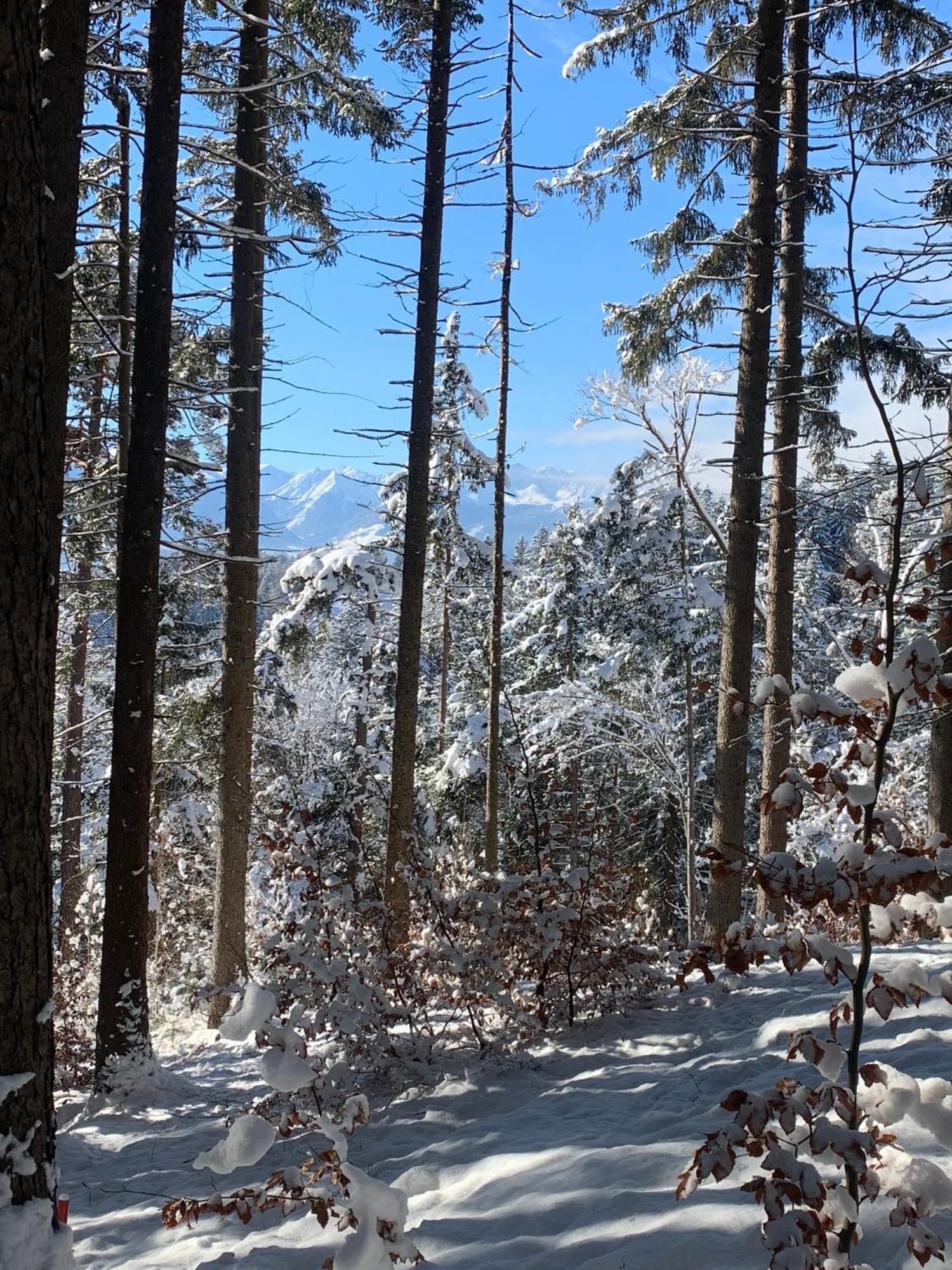 Waldblick - Neubau - Self-check-in - Kein Verkehr - Am Wald - Parkplaetze Vor Tuer - Or Double Innsbruck