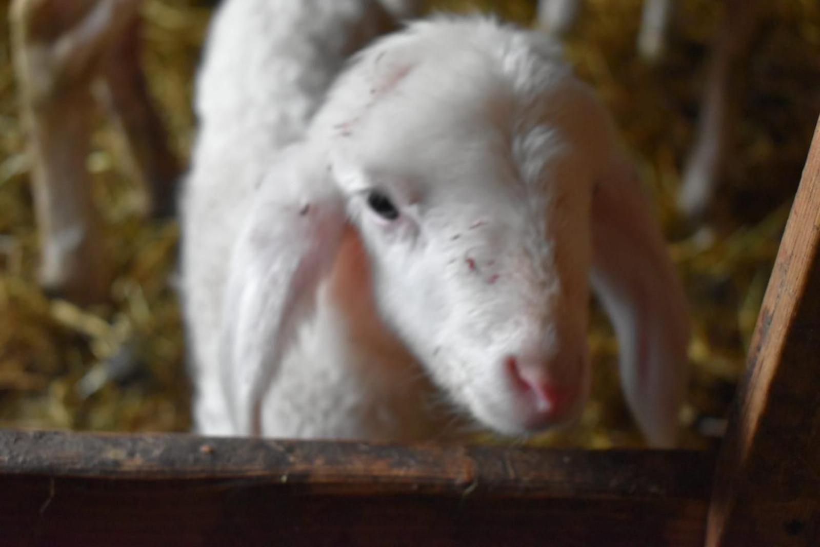 Farm stay Nockhof Innsbruck