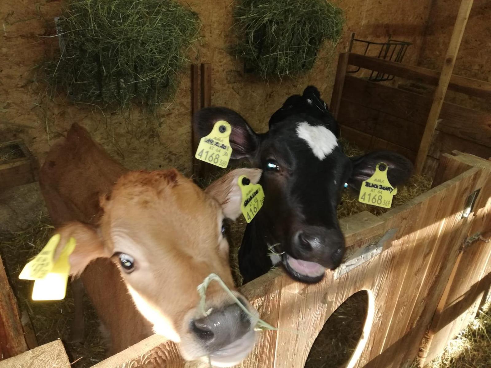 Farm stay Nockhof *