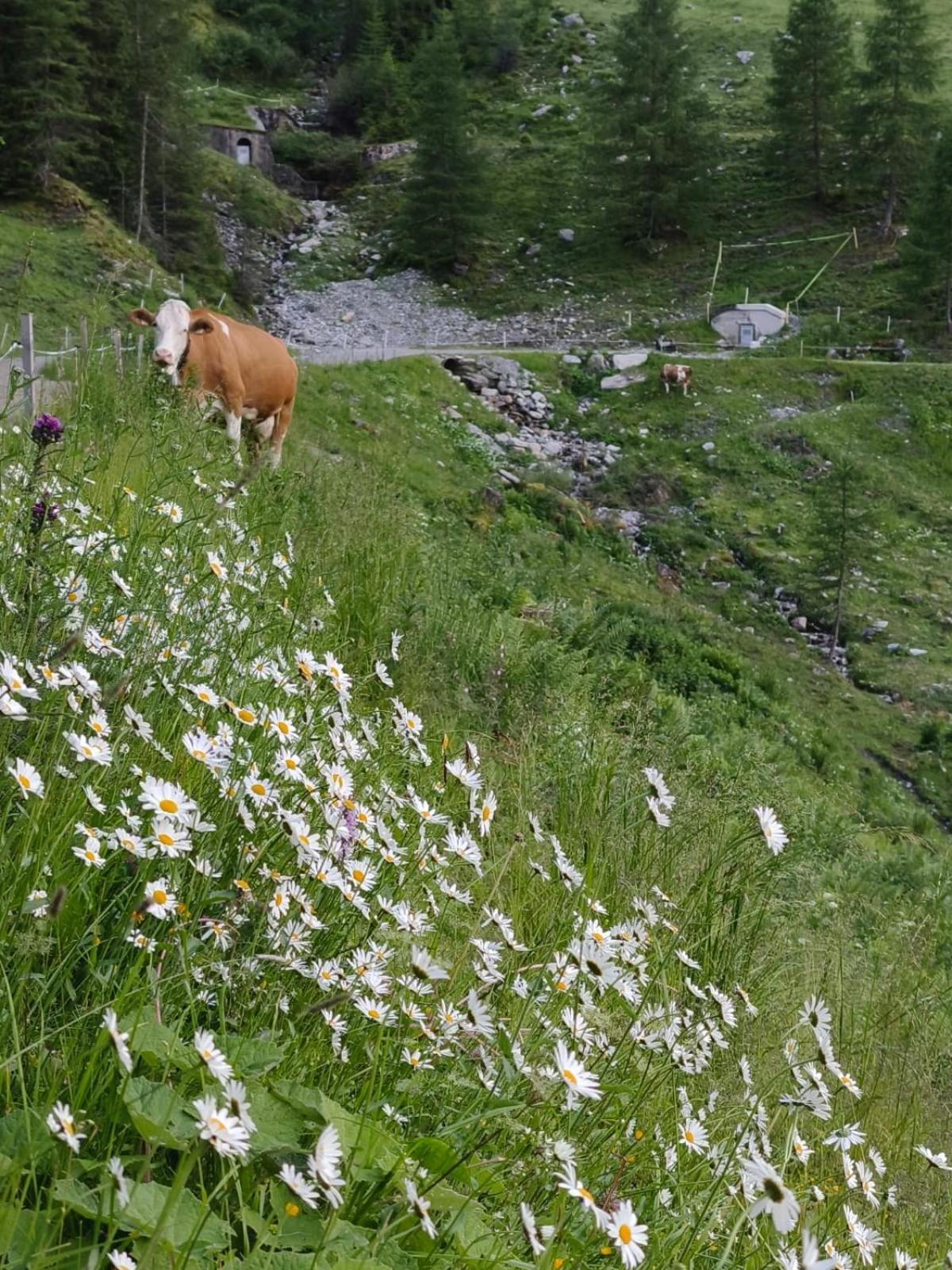 Goetzner Auszeit